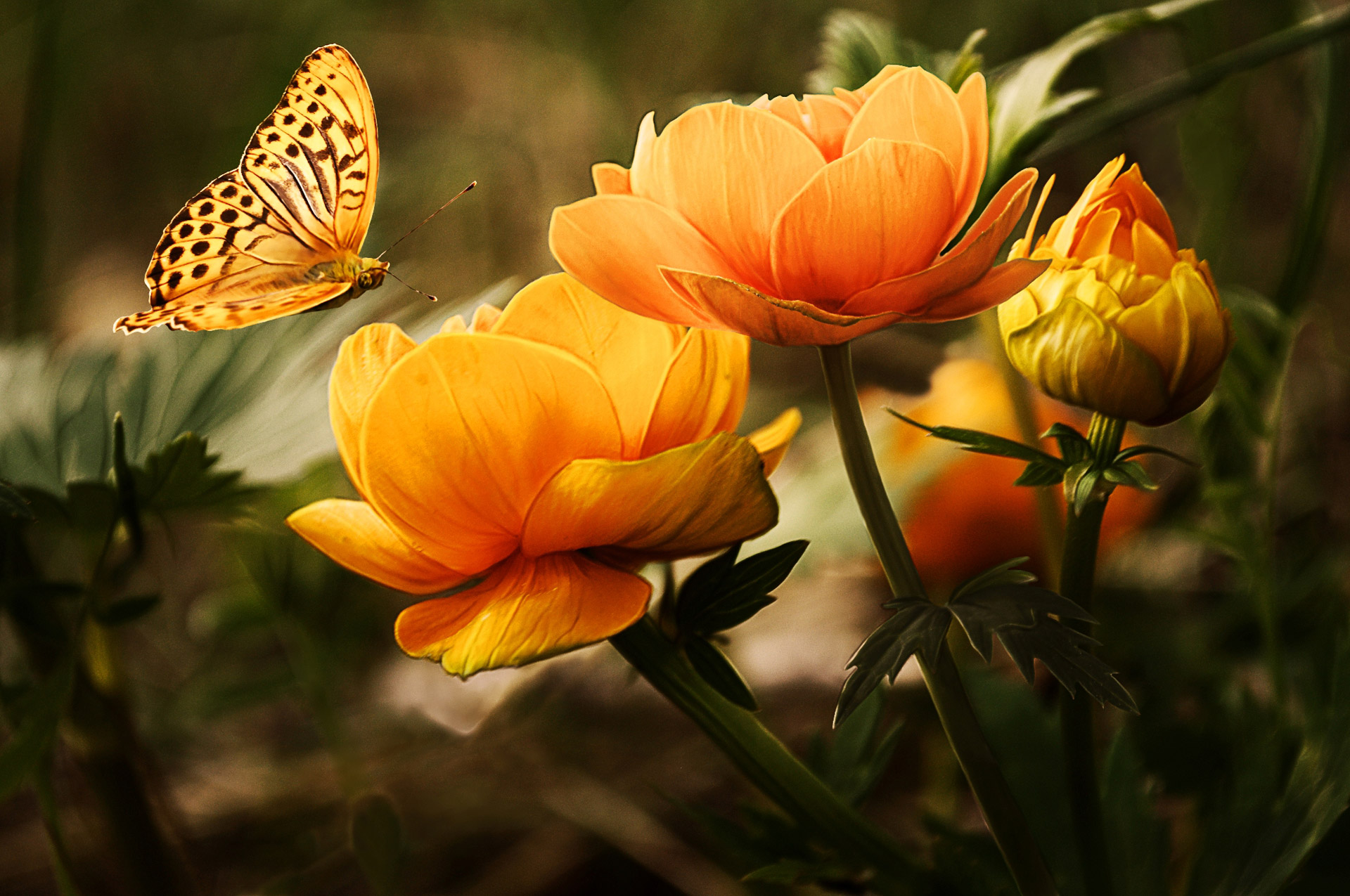background-with-flower-and-butterfl-1326054113zvO
